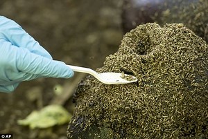 Body Farm stream online with subtitles QHD 21:9