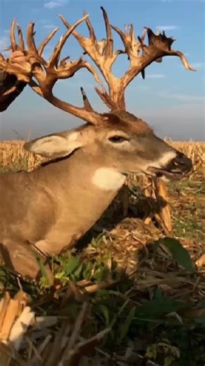 Biggest buck ever shot in each state pt 1 #deer #deerhunting #outdoors