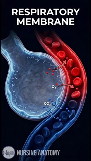 Respiratory Membrane Explained | Gas Exchange in Lungs 🫁