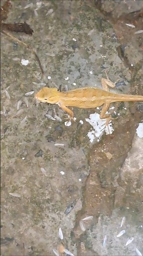 How to lizards eat insects #shorts #insects #lizard