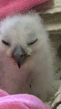 'Miracle' owlet rescued in South Austin after being presumed dead