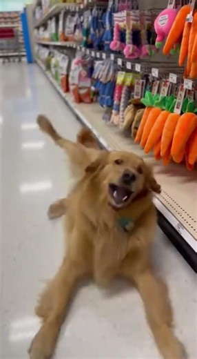 Server connection lost... 🔌