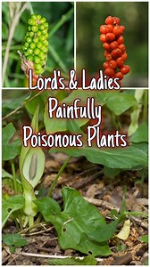 1.4K views · 964 reactions | Lords and Ladies: The Beautiful but...