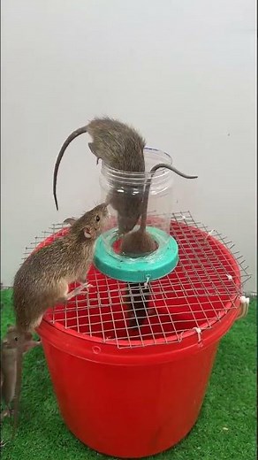 最高のネズミ捕りのアイデア / バケツやプラスチックの箱を使って自宅でネズミを捕獲する
