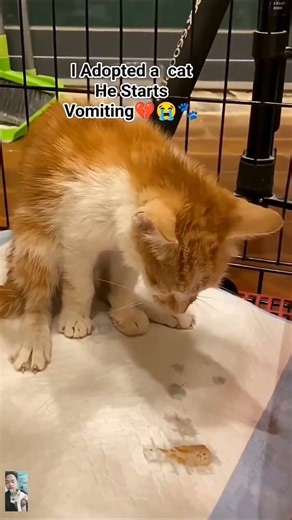I Adopted a Cat: What to Do When He Starts Vomiting.#CatCare #PetParenting #CatVomiting #Felinecat