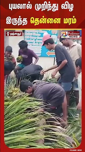 புயல் காரணமாக முறிந்து விழ இருந்த தென்னை மரத்தினை வெட்டி அகற்றிய தீயணைப்பு துறையினர்..#ditwahcyclone