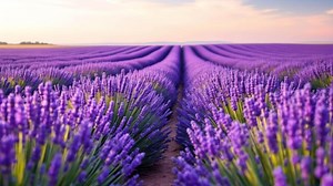 Download Floral Patterns in Nature Close-Up for free