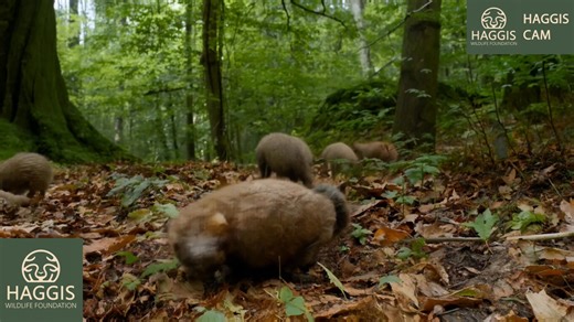 The Scottish Wild Haggis In The wild #haggis #scotland #haggisanimal #scottish #WildHaggis | Haggis Wildlife Foundation