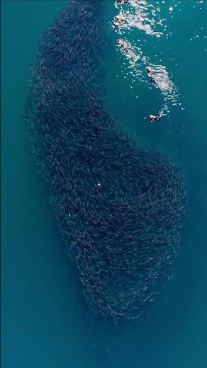 Scuba diving with whales in Cabo Pulmo
