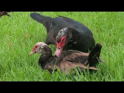 Muscovy drakes interfering with a mating pair