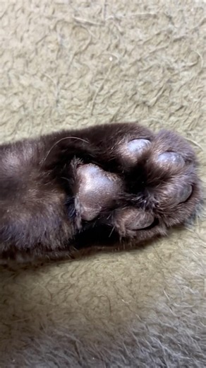 【黒猫のニャンちゃん】ぼーぼーの足毛※走り回るとフローリングで滑ります #blackcat #cat #保護猫 #猫のいる暮らし #ねこ #猫のいる生活 #黒猫