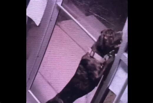 Shelter dog uses mouth to unlock door in overnight escape