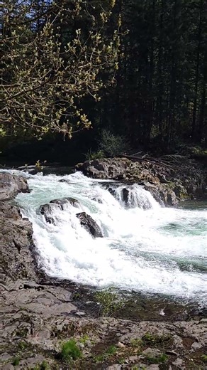 Lucia Falls in WA state. #nature #waterfalls #woods