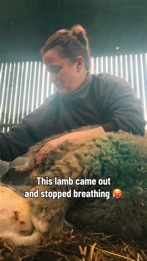 Lamb's Dramatic Birth: Longest 45 Seconds of My Life
