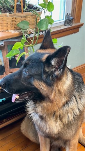 Morning coffee with a dog: the cutest way to start