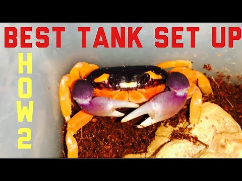 How to set up a Halloween moon crab enclosure