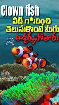 The dark truth behind the clown fish ( nemo ) #facts #telugufacts #trendingaudio #animalsfacts