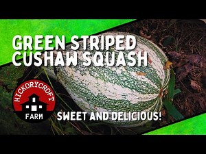 Growing Squash | Green Striped Cushaw Squash | Sweet and Delicious