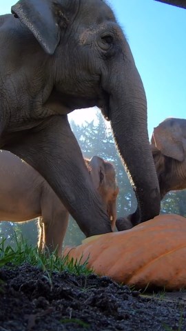 Watch elephants joyfully crush pumpkins in a satisfying feast