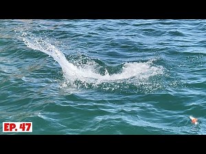 Live Bait gets Smashed! Fishing and Camping Amongst Beautiful Islands