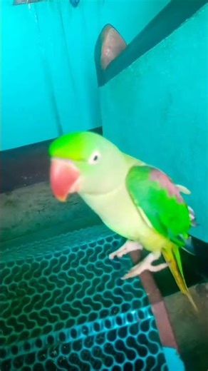 indian idol audition parrot sound 🥰🥰 cute video #talkingparrot birds video 🦜🦜