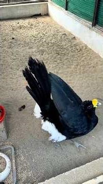 Curassow Ke kastia Dhakoo Eggs laying kab kra intzar ha #birdsaviaries #birdgroup #gamebirds
