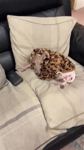 I didnt become a little bit of a slag....I became a total slag! 🤣 #fyp #italiangreyhound #funny #dogs #katslatervibes