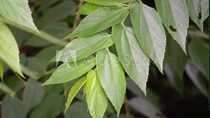 Muntingia calabura leaves (Kersen, , capulin blanco, cacaniqua, nigua, niguito, Jamaican cherry). This plant has red small fruit, juicy and sweet