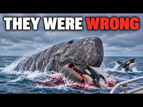 Marine Biologists Finally Know Why Orcas Are TERRIFIED Of Sperm Whales