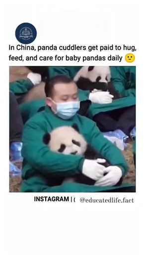 education, funny, motivation, loyalty on Instagram: "In China, panda cuddlers are real and their job is as heartwarming as it sounds 🐼❤️. These lucky individuals are employed primarily at places like the Giant Panda Protection and Research Center in Sichuan, where their main responsibility is to hug, feed, bathe, and play with baby pandas every day. The job is part of efforts to care for and protect this endangered species. Since pandas require a lot of love and attention — especially the cubs 
