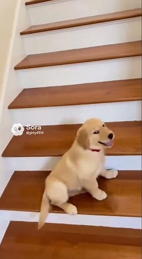 Puppy Slides Down Stairs on Its Back! 🥺