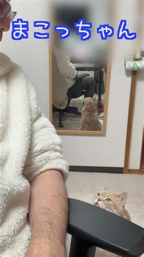 前世は絶対「クラス委員長」だった猫🐈 まこっちゃん #猫 #お返事猫 #喋る猫 #かわいい #cat #癒やし