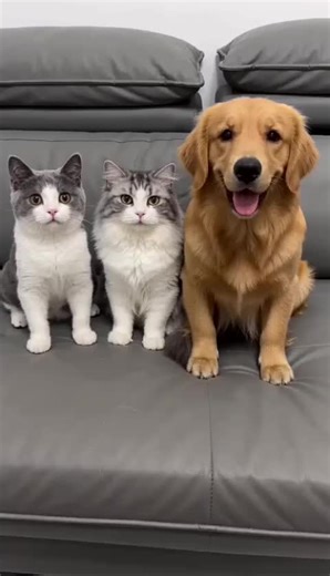 فيديوهات أنشأها Account Delete (@accountdelete2026) باستخدام Originalton - funnyvideos