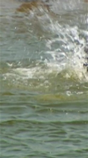 The meticulous mummification of a small child suggests that the ancient society valued individuals beyond their achievements. This reveals a society of compassion and love, hoping for the child's afterlife and wanting to keep them close. #mummy #ancienthistory #archaeology #history #mummification #ancientcivilizations | Odyssey - Ancient History