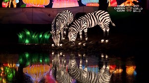 Experience the Thrill of Night Safari in the Glowing Environment of New Theme of Glowing Safari at Dubai Garden Glow Season-4 #mydubai #uae #dubai #glowingsafari #nightsafari #amazingdubai #ilovedubai #visitdubai #emirates #uae #zabeelpark #newexperience #livinglife #creatememories #newmemories #shotzdelight #beautifuldestination #visualsoflife #themepark #loveforlights #createandcapture #wonderfulplaces #wonderfuldestinations #majicalthemepark #kidsindubai #blueworld #familydestination #dubaili