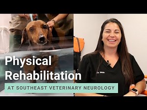 Benefits of Physical Rehabilitation for Dogs