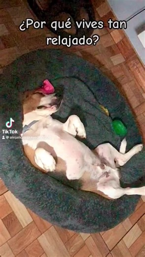 ThebeaglethorPerú