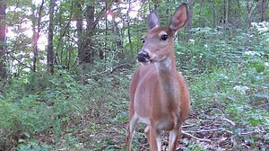 Motorists advised to watch out for deer, guidelines to keep/eat roadkill in Pennsylvania