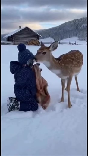 🦆🐿️🦌#save #duck #animals #snow #arctic