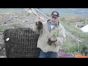 Quack grass identification