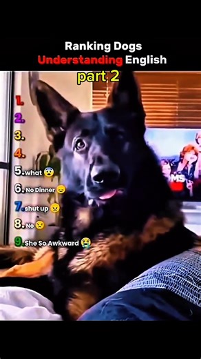 Ranking Dogs understand English #dog #pets