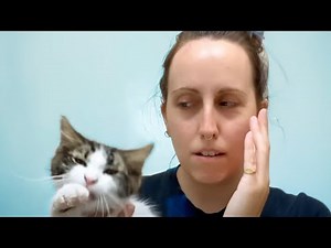 Hilarious Pet Moments | 1 Hour of FUNNY Animals