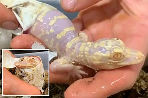 Video shows hatching of extremely rare albino alligator at Florida sanctuary