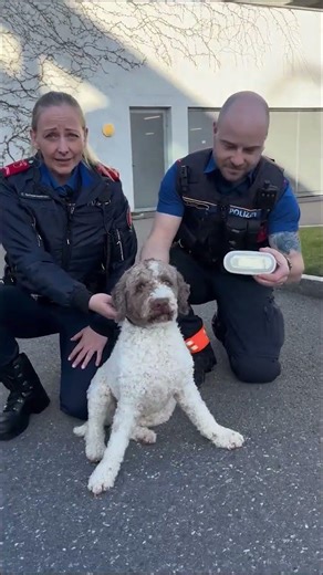 Zugelaufene Katzen und herrenlose Hunde