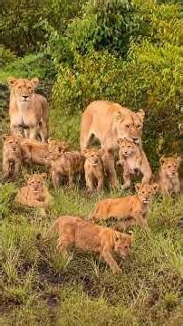Lionesses Raising Their Cubs Together | Maasai Mara National Reserve