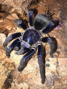 Phormictopus Dominican Purple Lason serye EP4 with Lemon Lines Inverts #tarantulakeeping #tarantula #exoticpets #DominicanPurpleTarantula #PhormictopusDominicanPurple #fbreelsfypシ゚viralシ #followme #philippinExotics #USAexotics | ExoHunter