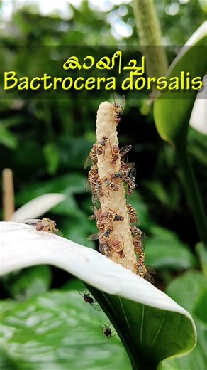 Green Peace on Instagram: "കായീച്ച | Fruit Fly | Bactrocera dorsalis #mango #insects #fruitfacts #shorts #fruitfly #larva #pupa"