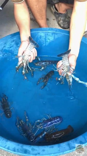 Quick guide: Male vs Female Crayfish!♀️♂️⚧️ Hindi po ako galit, nagpapaliwanag lang Sana po may naintindihan kayo😅✌️ 👉Follow Mindoro Crayfish Breeder for more crayfish updates!🦞 | Mindoro Crayfish Breeder