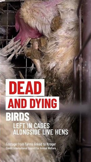 New footage reveals what's happening inside Kroger's egg suppliers