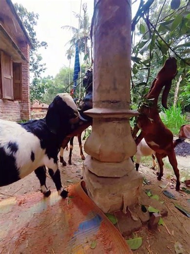 goat farming bangladesh . #foryou #goat #unfrez #animals #13million #farming